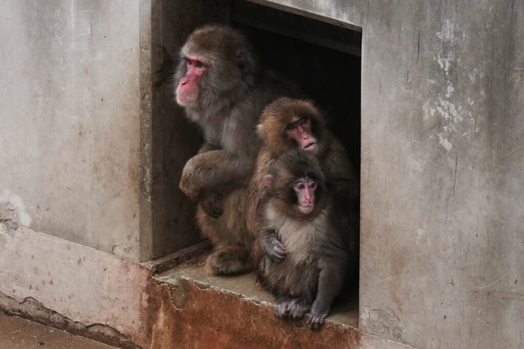 Japan Baby Monkey