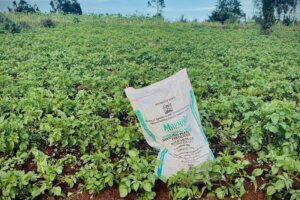 Kenya Iran Fertilizer