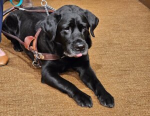Lyft Service Animals