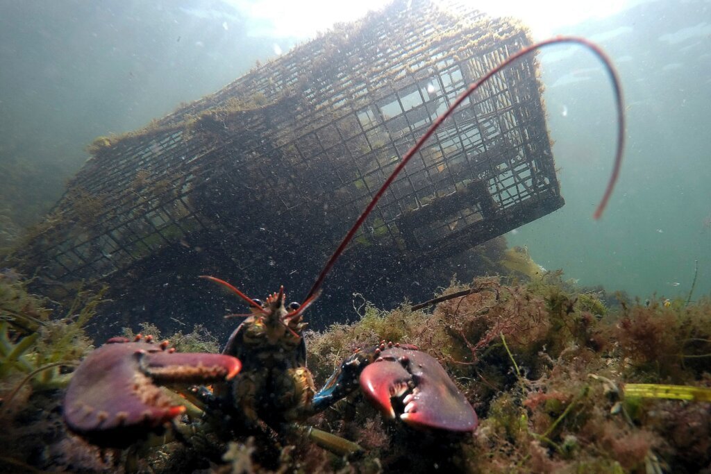 Maine Lobster Catch