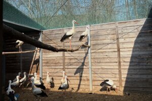 Poland Bird Hospital