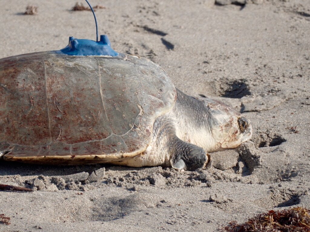 Sea Turtle Tracking