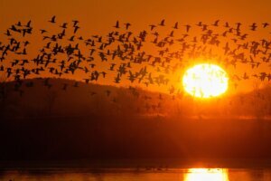 Snow Geese
