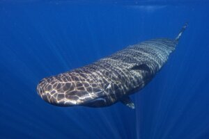 Sperm Whale Birth