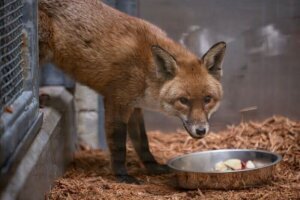 Stowaway Fox