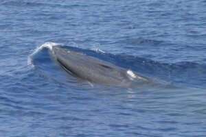 Trump Oil Endangered Whale