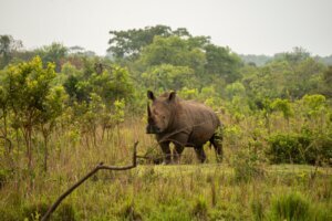Uganda Rhino Translocation