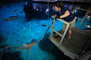 Vegas Shark Dietitians