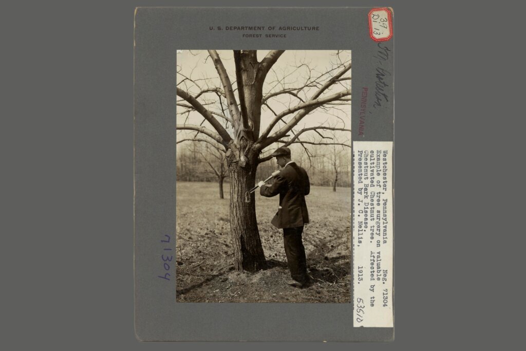 America 250 Objects American Chestnut