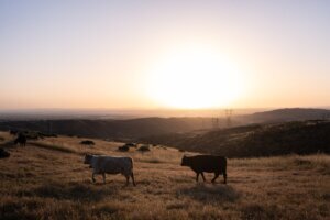 Beef Prices Ranchers