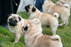 Dog Breeds Lawsuit