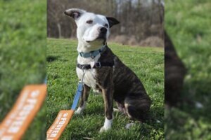 Dutchess POTW