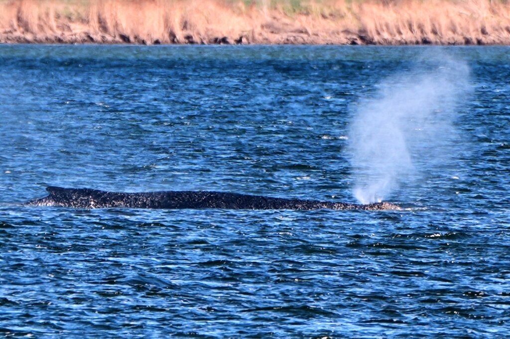 Germany Whale