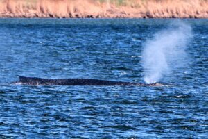 Germany Whale