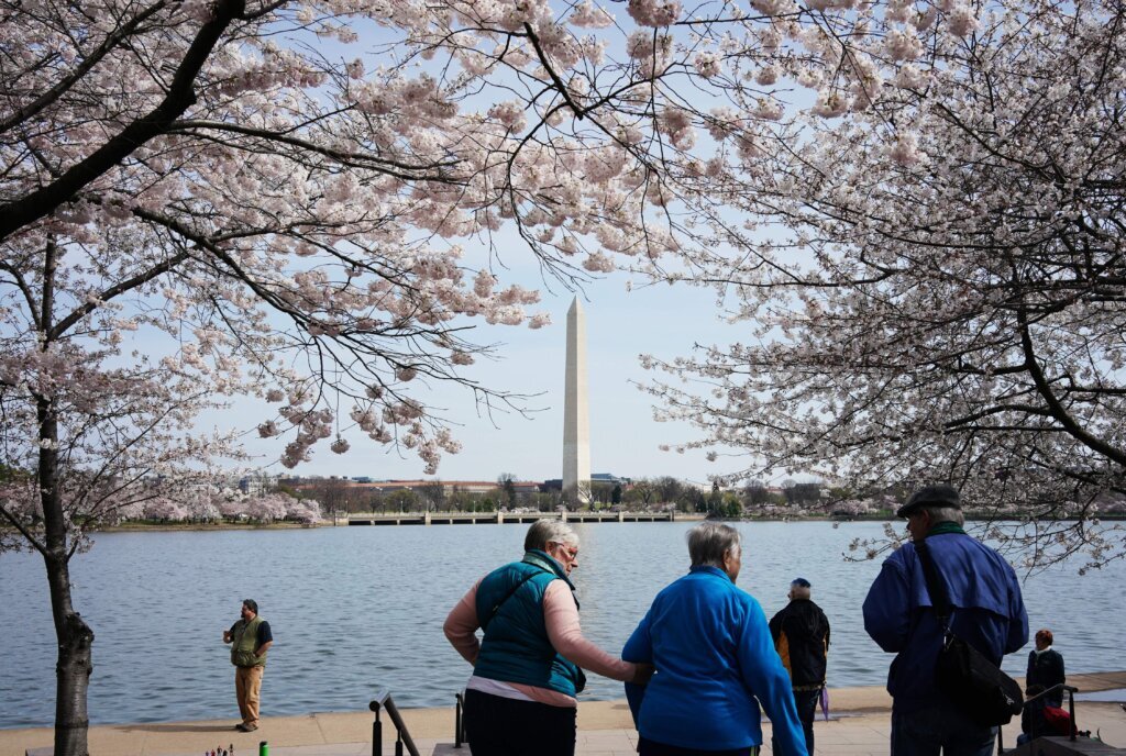 US LIFESTYLE CHERRY BLOSSOMS