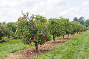 Apple orchard planted with rows of apple trees