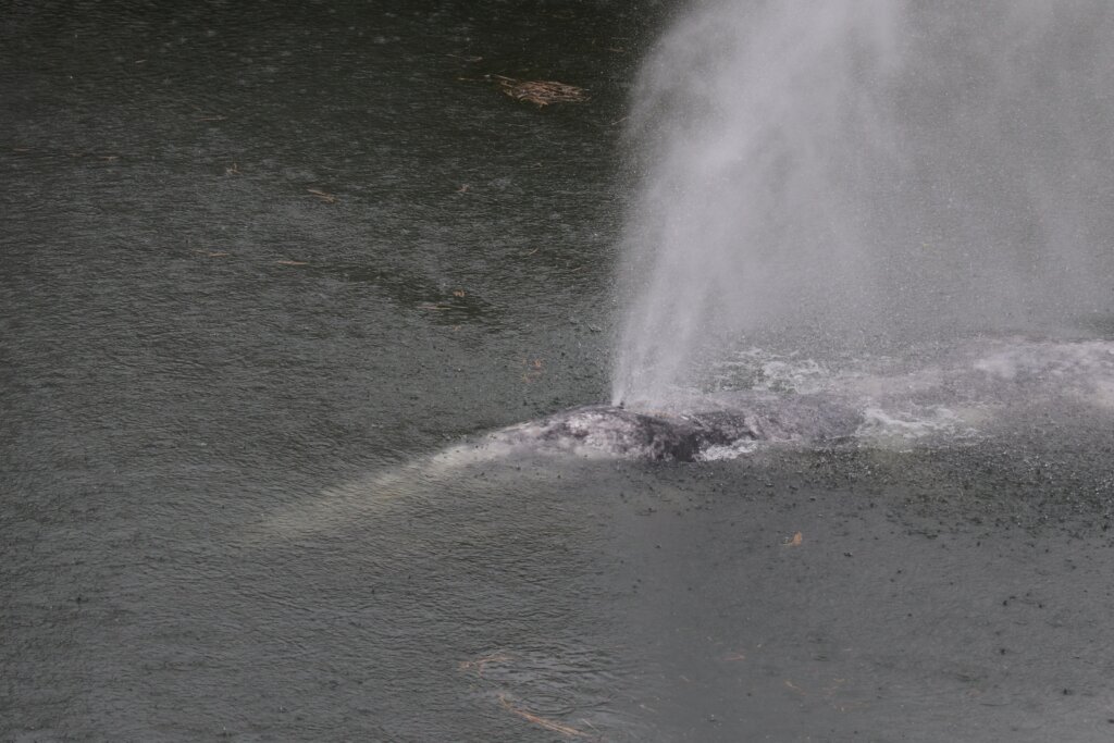 Gray Whale River