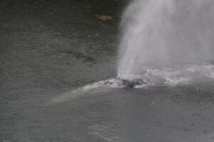 Gray Whale River