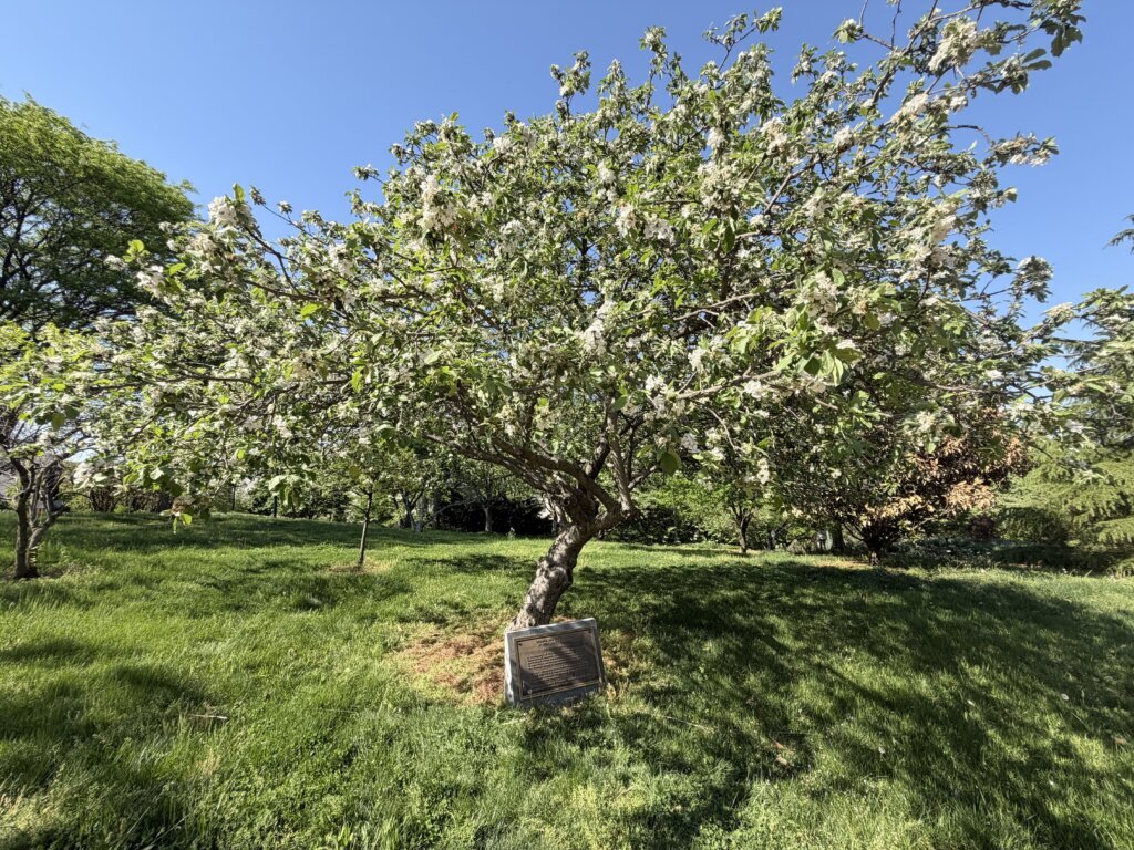 Apple tree in a park