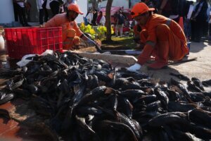 Indonesia Janitor Fish Clean Up