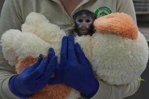 Mexico Baby Monkey Yuji