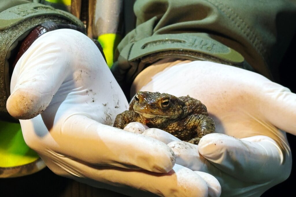 Poland Frog Odyssey