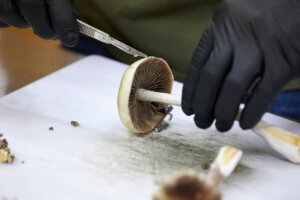 Psychedelics FDA