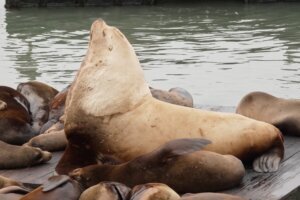 San Francisco Giant Sea Lion