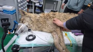 South Korea Wolf