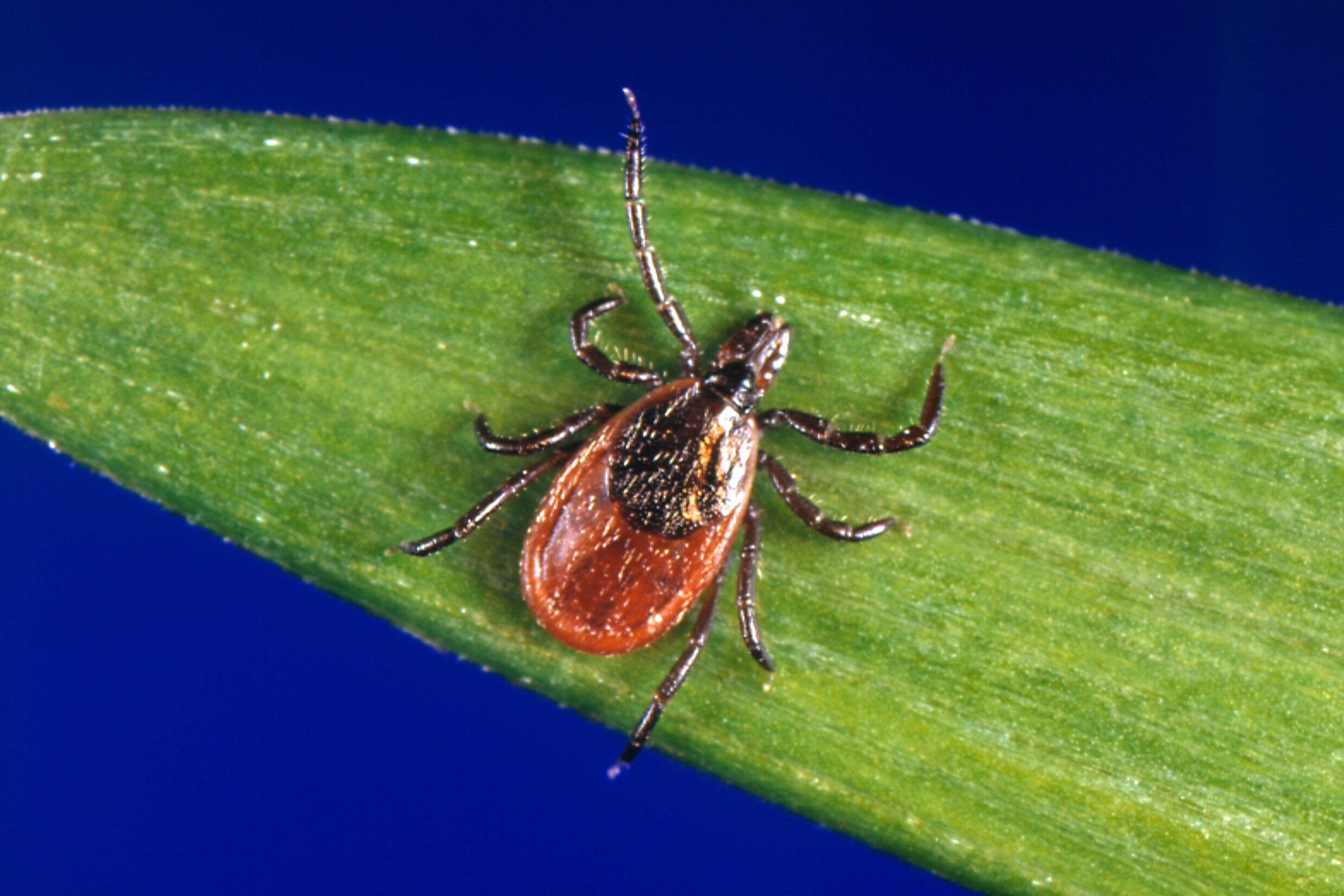 Blacklegged tick