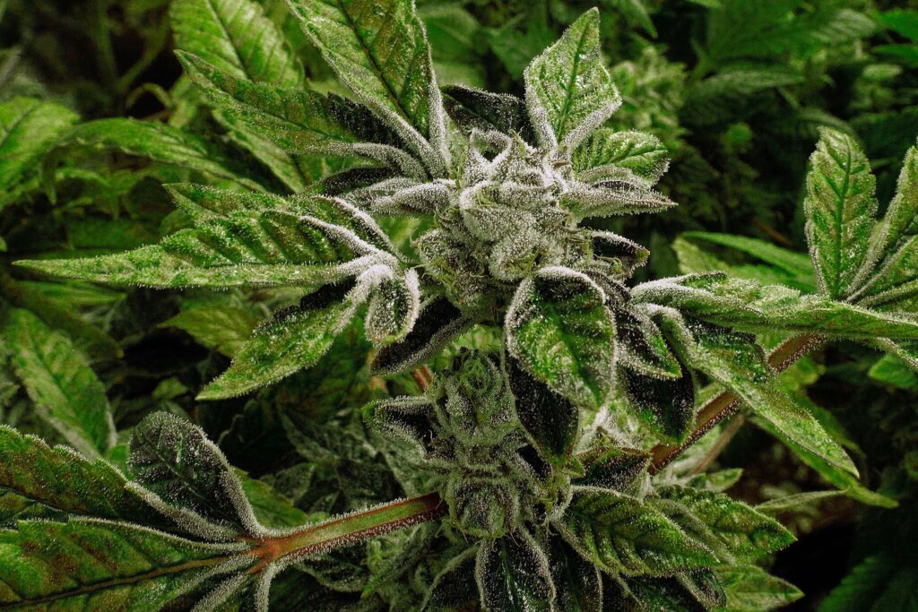 Trump Marijuana Reclassification