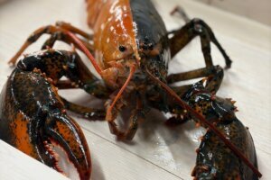 Two Colored Lobster
