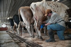 US MED Raw Milk Legislation