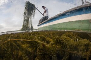 APTOPIX Climate Colombia Invasive Plants