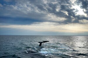 Right Whale Deaths
