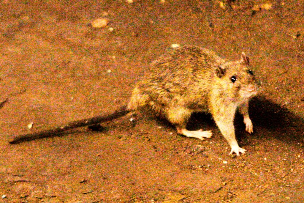 South Africa Hantavirus