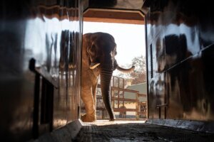 South Africa Unhappy Elephants