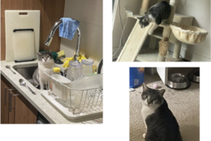 Missing cat