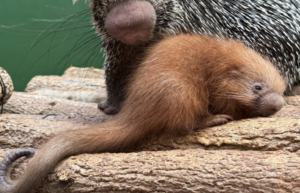 Prehensile porcupette
