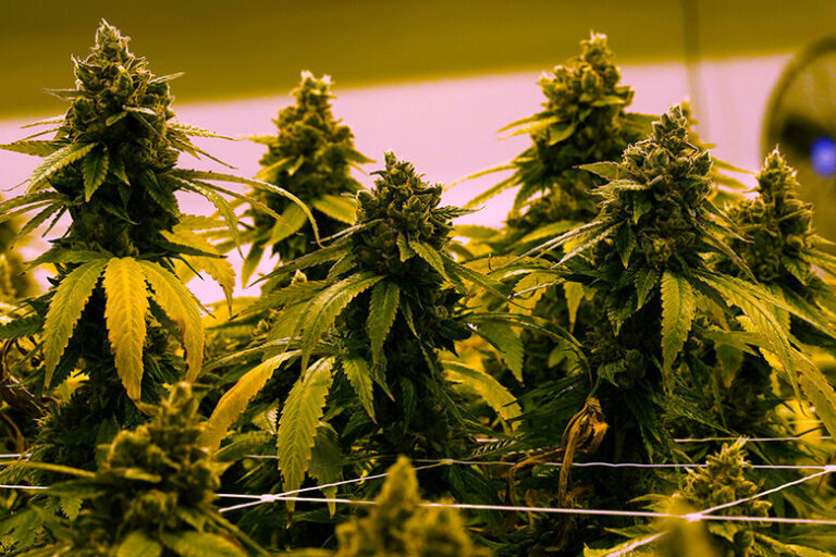 Marijuana Virginia What to Know