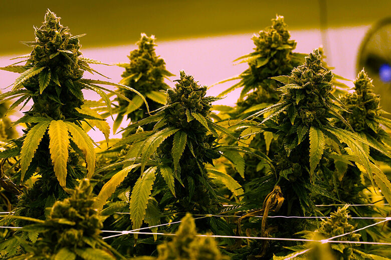 Marijuana Virginia What to Know