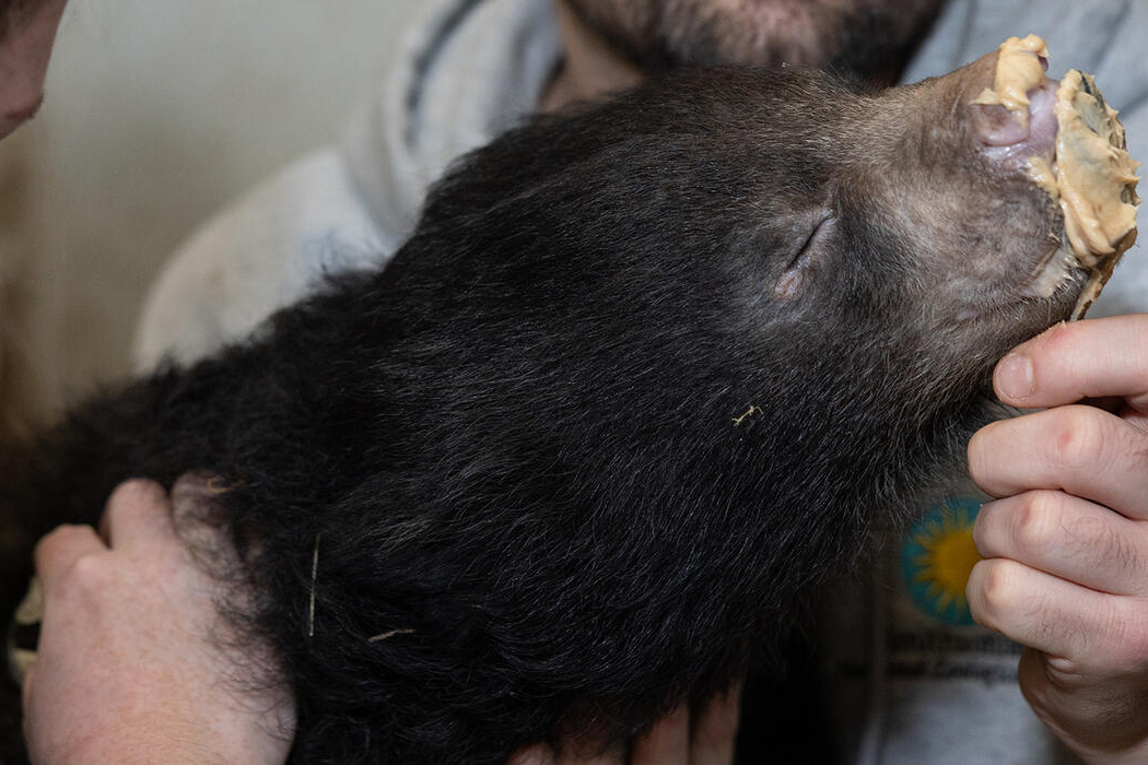 Sloth bear cub