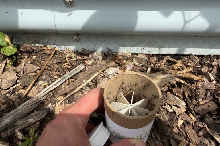 Mosquitoes in a can