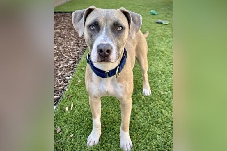 Pet of the Week: Klinger