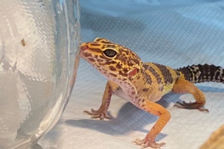 Pet of the Week: Pearl