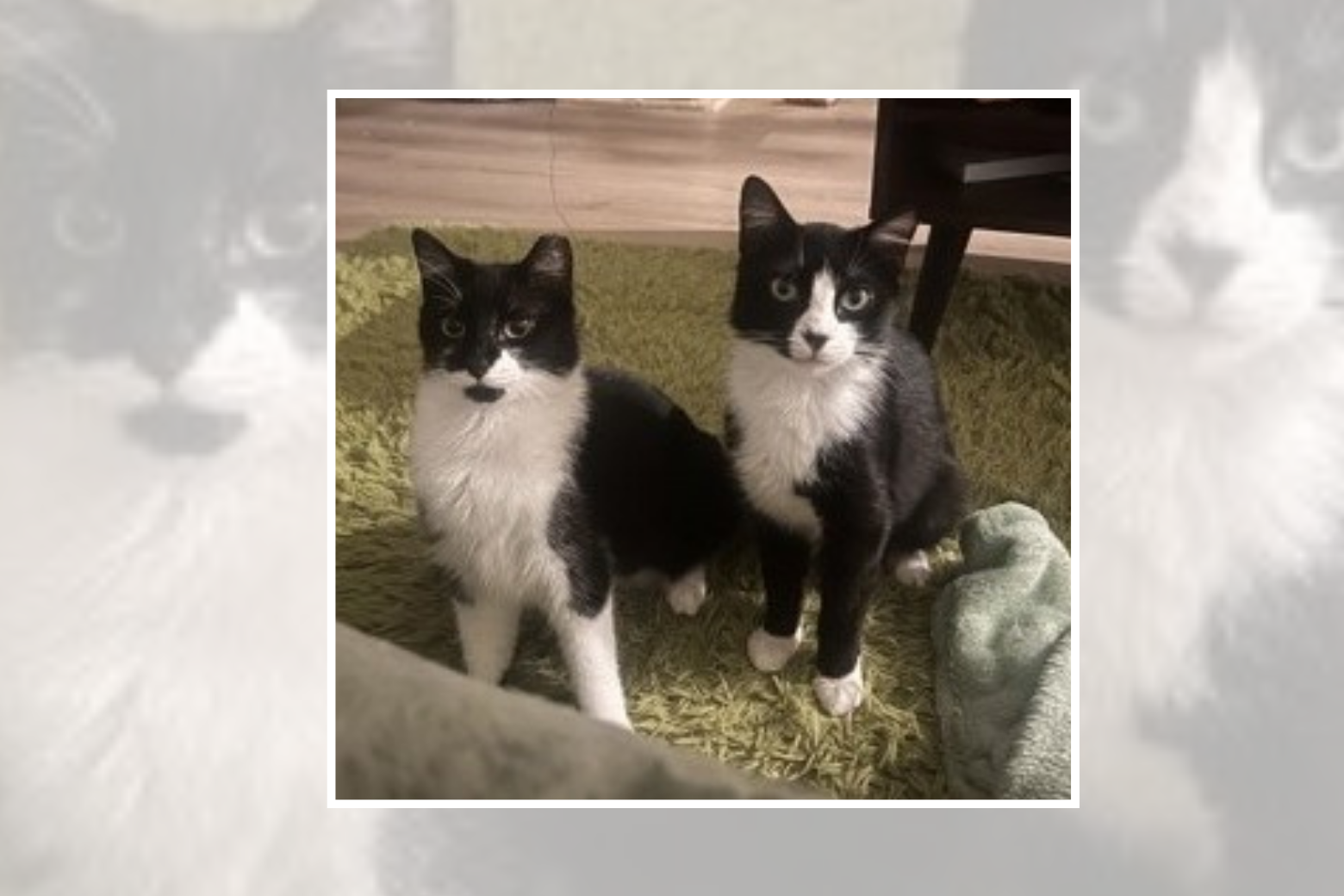 Pet of the week 0609 (1)
