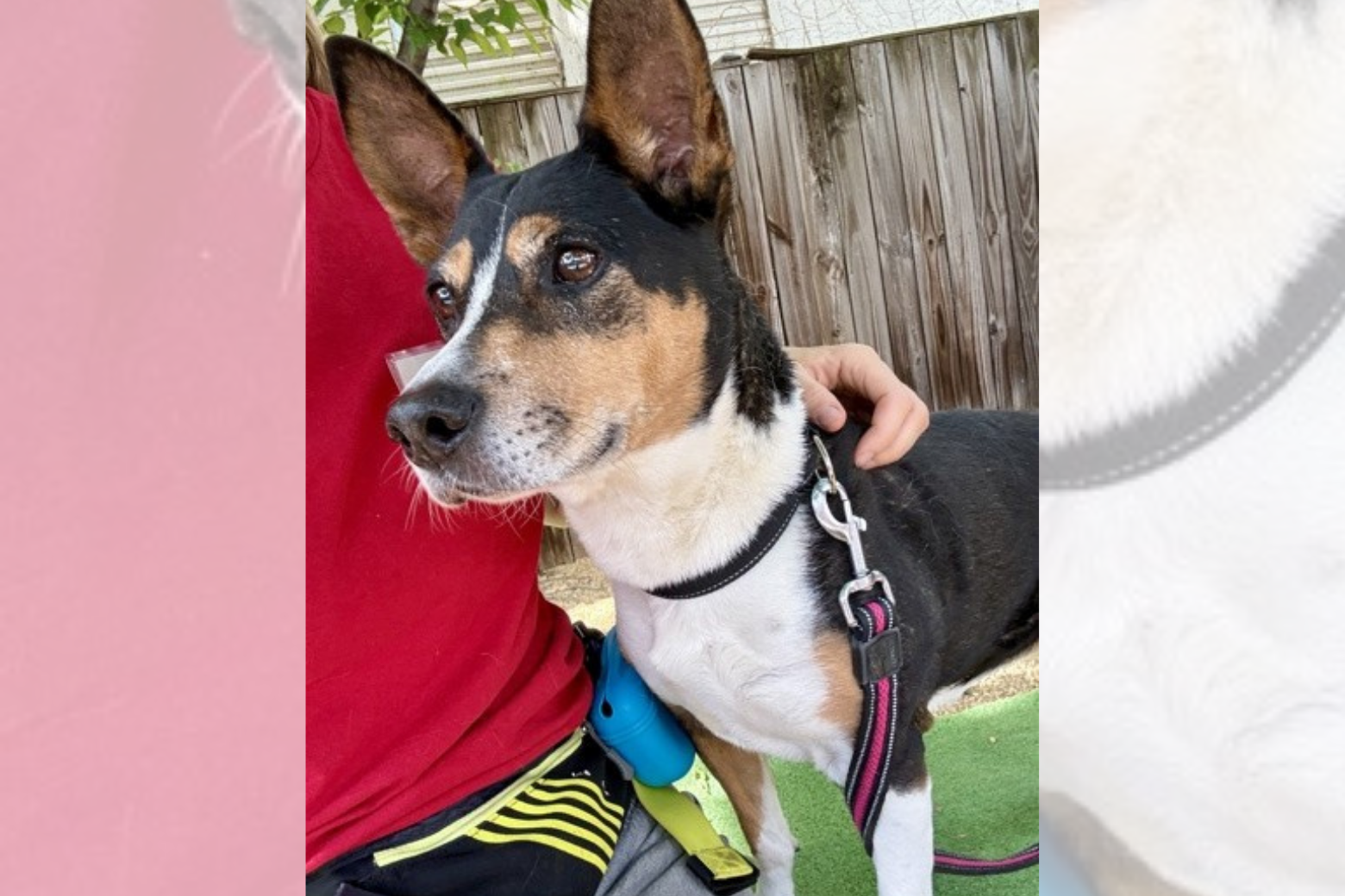 Pet of the week