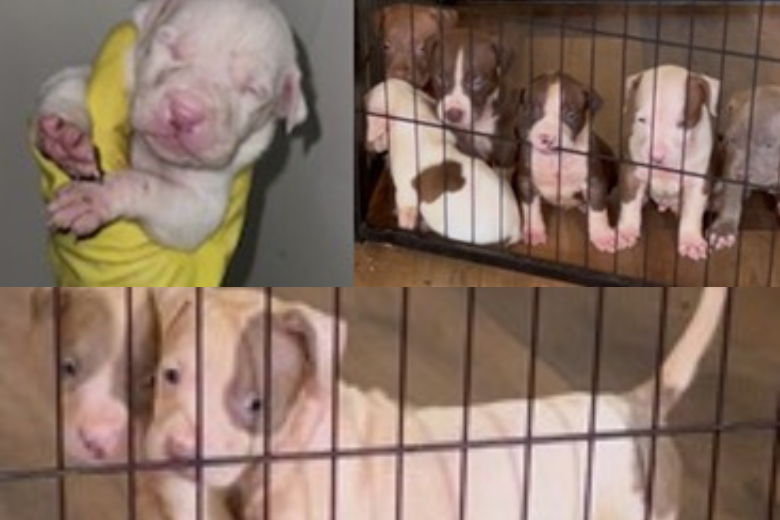Stolen pit bull puppies