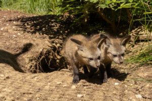 An exclusive first look at the National Zoo’s new baby bat-eared foxes!