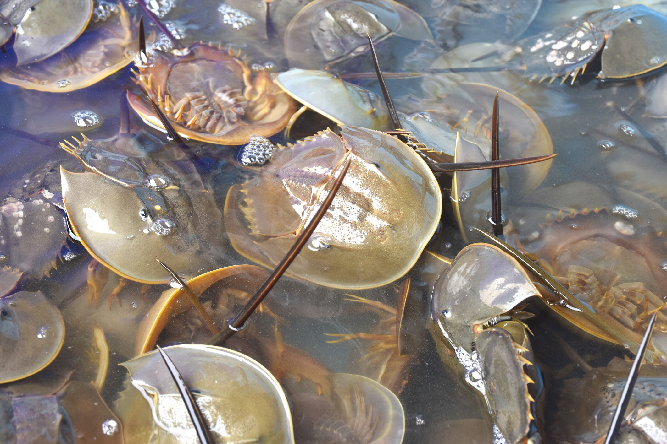 Sea horseshoe crab swimming in bin wating released back into sea for preserved species in future